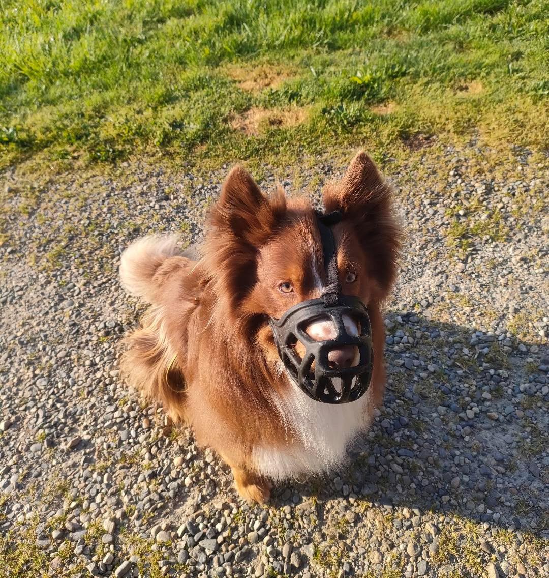 Chien heureux en pleine nature