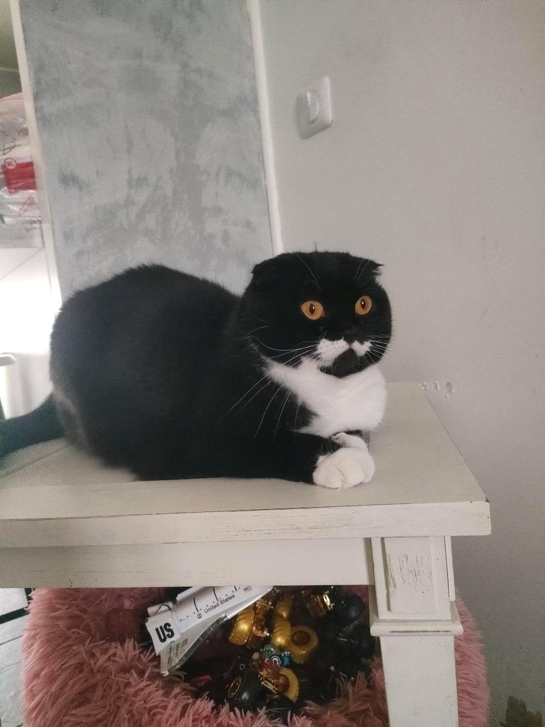 Pet sitting à domicile