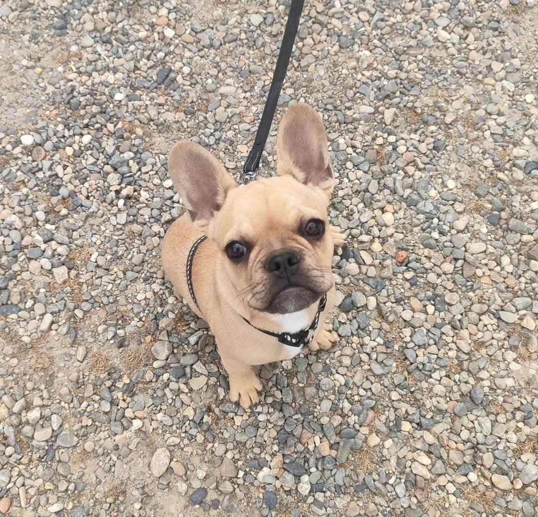 Bouledogue français en laisse lors d'une séance d'éducation – Cam'Canin