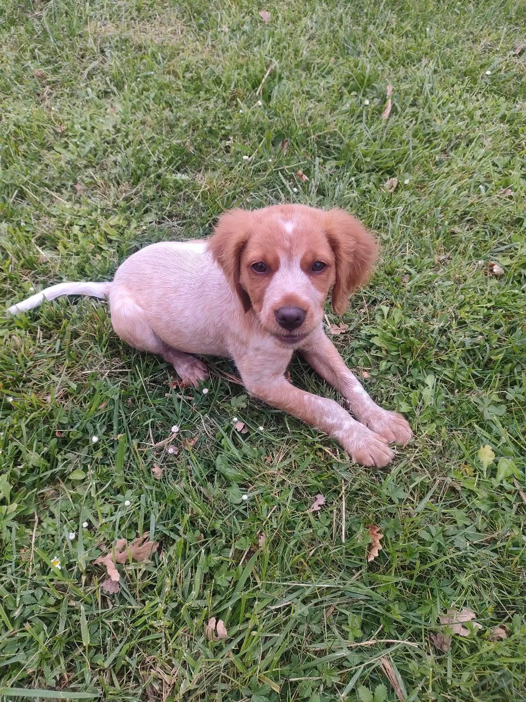 Chiot en pleine exploration, méthode positive